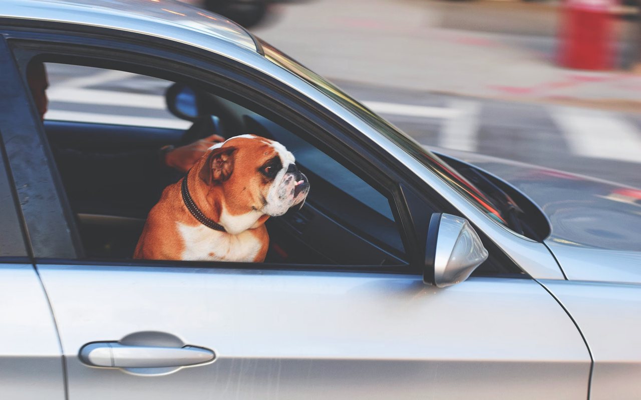 Pet-Friendly Transportation in San Diego — Cross Border Transport